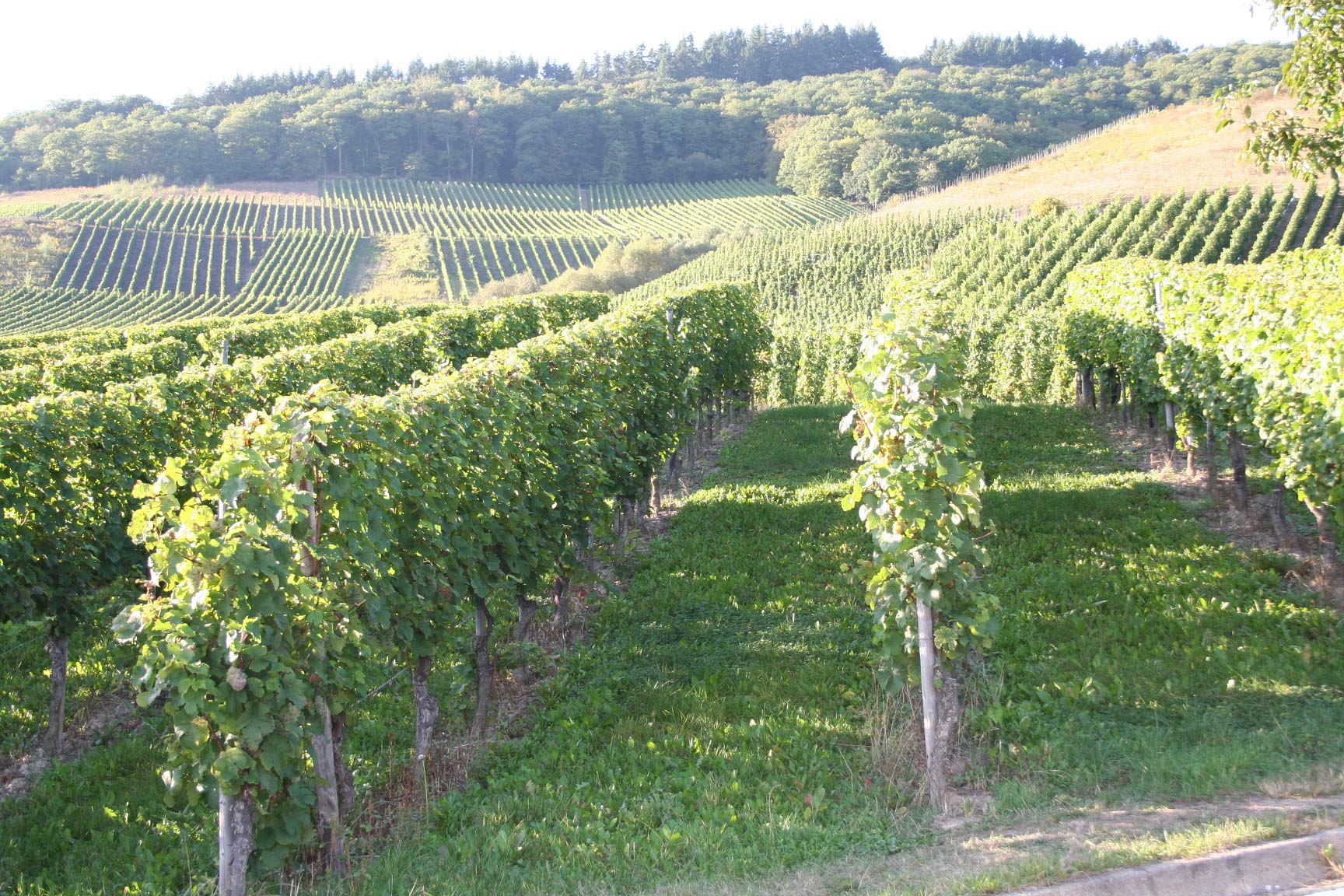 Amazon.co.jp: ブリー ホワイト リースリング [ 白ワイン やや